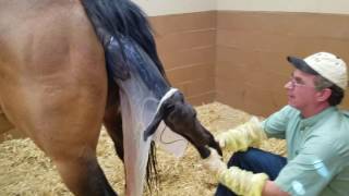 Maiden Mare  Minor Dystocia Attended Foaling  Horse SIde Vet Guide [upl. by Antonella]