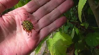 Marbled Orbweavers [upl. by Lletnuahs343]