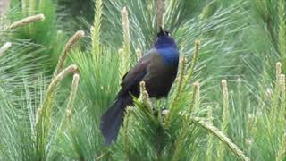 Common Grackle Mating call [upl. by Lipkin]