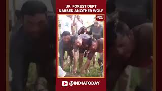 Bahraich Wolf Attack Forest Department Nabs Fifth Maneating Wolf  India Today [upl. by Lathan]