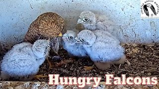 Watch In Awe As Kestrel Brings Lizard To Feed Her 4 Hungry Babies For Over 20 Minutes [upl. by Noelc]