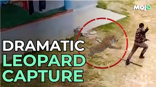 Kashmir Leopard Attacks Wildlife Official After Entering A Residential Area [upl. by Rondi]