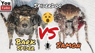 BARK Spider vs SAMON of Isabela Leg Cutter Spider Ubos ang Galamay ng Gagamba Spider Fight [upl. by Analaf866]