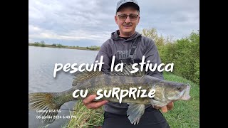 Pescuit la stiuca cu surprize [upl. by Anileda]