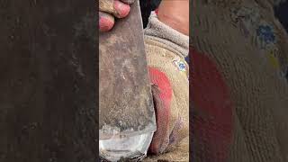 Great hoof trimming video extremely comfortable丨ASMR丨Donkey hoof cutting sound [upl. by Liagibba]