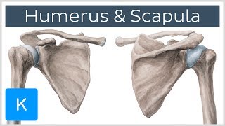 Humerus und Scapula  Anatomie des Menschen  Kenhub [upl. by Adnal474]