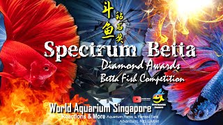 Spectrum Betta Competition How to Care for Betta  How to Select amp Prepare Betta Fish for Betta Show [upl. by Yelahc]