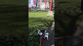 Another busy day in Christchurchjackrussell puppy doglover newzealand christchurch [upl. by Ever]