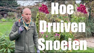 Wat is de beste manier om druiven te snoeien Deze 8 stappen zijn essentieel  De Moesketier [upl. by Chita]