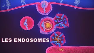 endosomes شرح بالدارجة🔥 [upl. by Lunnete929]