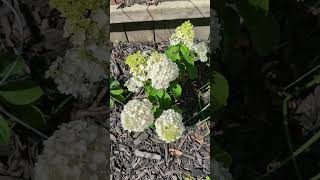 little hottie hydrangea hydrangea flowers flower plants plant garden gardening mygarden [upl. by Nnanaej]