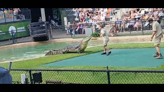 Australia zoo croc show [upl. by Akilak]