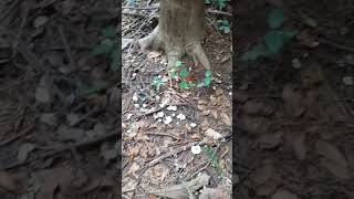 Winter fruiting of decomposer basidiomycetes of Goa [upl. by Ahseen829]