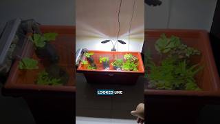 Mini Pond Setup🏊 aquarium plants fish garden [upl. by Ellahcim]