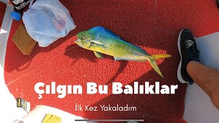 Lambuka Balığı Yakalaması Kolay Ama Ben İlk Kez Lrf Takımla Lambuka Yakaladım… [upl. by Anegue]