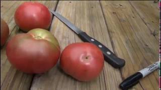 ⟹ Cherokee Purple Tomato Lycopersicon esculentum TASTE TEST AN REVIEW  Tomato [upl. by Mcgrody]