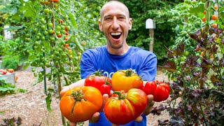 If I Could ONLY Grow 7 Tomato VARIETIES for the Rest of My Life These are My Choices [upl. by Anomer70]