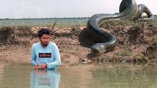 Anaconda Attack and Other Deadly Snakes  Wild Animal Encounter Action Packed film You Cant Miss [upl. by Mosnar]