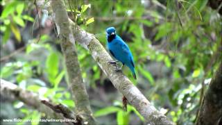 Cotinga nattererii Blue Cotinga [upl. by Arais]