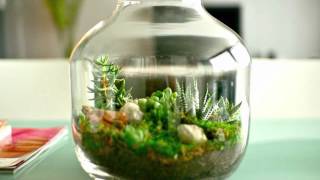 Ecosystem In Bottle Only Watered Once In 50 Years [upl. by Airaet]