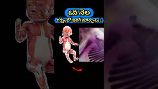 6వ నెల గర్భంలో జరిగే మార్పులు  6 Months pregnancy baby growth [upl. by Ohare75]