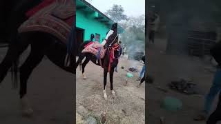 New horse new entry my new viral video my chnnale subscribe [upl. by Uoliram]