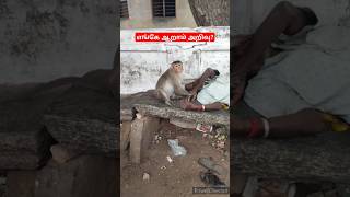 ஒருவழியா காப்பாத்தியாச்சுSnake🔥RatsnakeFriendAgriculturehelpAyyappaSabarimalaiChennaiflood⚡ [upl. by Batty]