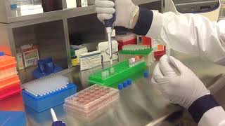 Altogen Biosystems In Vitro CHO Transfection Tutorial [upl. by Stclair942]