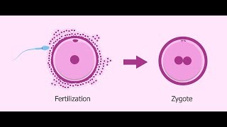 What is Zygote   Essential Science  Terms [upl. by Naejamron684]