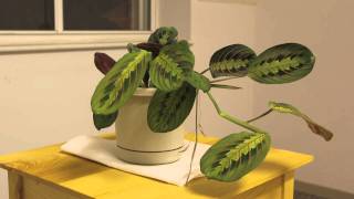 Prayer Plant Time Lapse [upl. by Pravit]