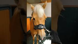 Tack up with Harlow and Popcorn the pony by harlowsummerpopcorn [upl. by Feerahs]