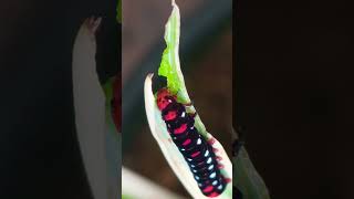 Indian Lily moth Caterpillar caterpillar moths butterfly nature [upl. by Assirhc]