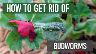 How to Get Rid of Budworms in 4 Easy Steps DIY Ornamental Pest Control [upl. by Nereus549]