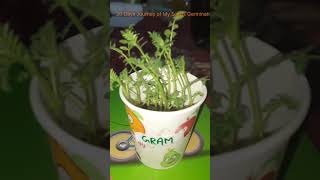 Seed Germination youtube youtubeshorts [upl. by Bili566]