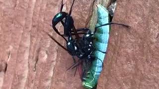 Giant Ichneumon Wasps Mating [upl. by Nolyar]