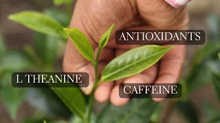 Compounds in Tea  L theanine Antioxidants and Caffeine in Green Tea [upl. by Selig]