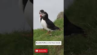 Cute Puffins on the Faroe Islands [upl. by Kanor]