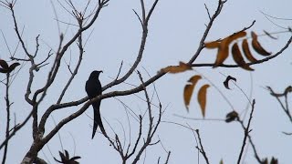 Ashy Drongo in Israel דרונגו מפויח ראשון בישראל [upl. by Eemiaj]