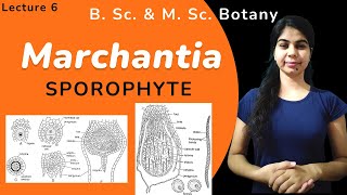 Marchantia  SPOROPHYTE  in Hindi  Botany  B Sc amp M Sc [upl. by Lauretta125]