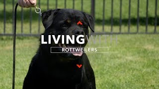 ALL ABOUT LIVING WITH ROTTWEILER DOGS [upl. by Wenz86]