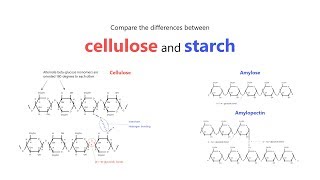 Diffusion  A Level H2 Biology Tuition  Differences between Cellulose vs Starch [upl. by Sumerlin]