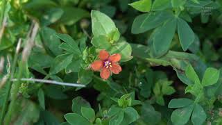 Anagallis arvensis Scarlet pimpernel  tiny flowers [upl. by Idona]