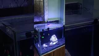 Mist Maker aquarium setup [upl. by Anawik]