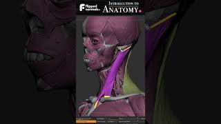 Intro to Anatomy is 40 off ☀ [upl. by Heisser]