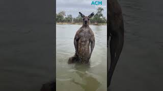 Aussie man saves dog from being drowned by kangaroo [upl. by Aimaj]