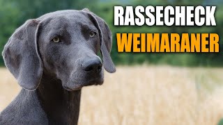 Weimaraner Rassecheck  Rasseportrait Rassebeschreibung Informationen zur Rasse Weimaraner [upl. by Dennis747]