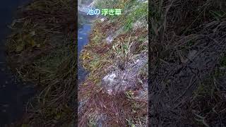 池の浮き草を引き揚げる、水路に流れ出すと詰まる原因となる [upl. by Fernando833]