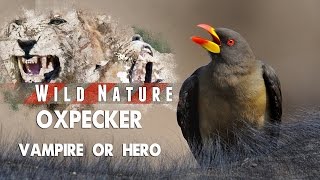 Oxpecker – Hero or Villain  WILD NATURE [upl. by Hafeenah]