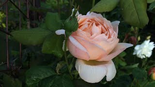 Wollerton Old Hall David Austin Rose  first bloom of the year I’m in love [upl. by Heyde770]