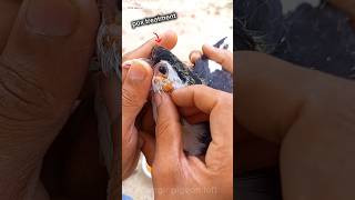 How to pigeon pox treatment shorts video pigeon chicken pox medicine✅petsduivenkabotarpigeonfa [upl. by Akcirderf831]